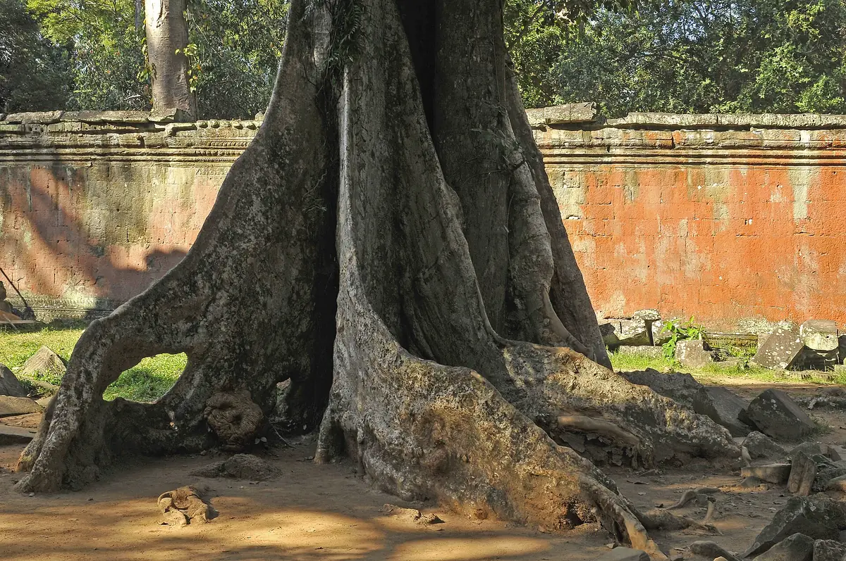 The buttressed base of a giant spung tree beside a laterite wall at Ta Prohm, seen on Angkor Wat tours from Siem Reap