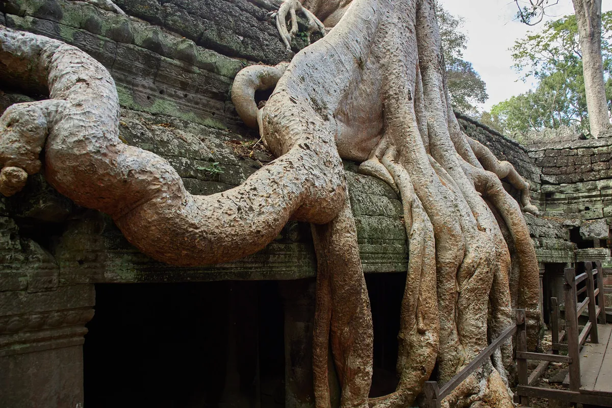 Strangler-fig roots spreading over the stone galleries of Ta Prohm, the jungle temple on Angkor Wat tours